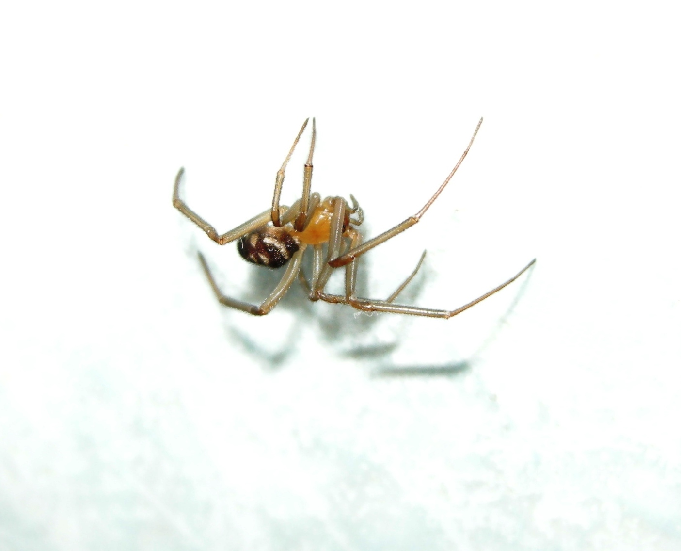 Ragno nel bagno: Steatoda grossa